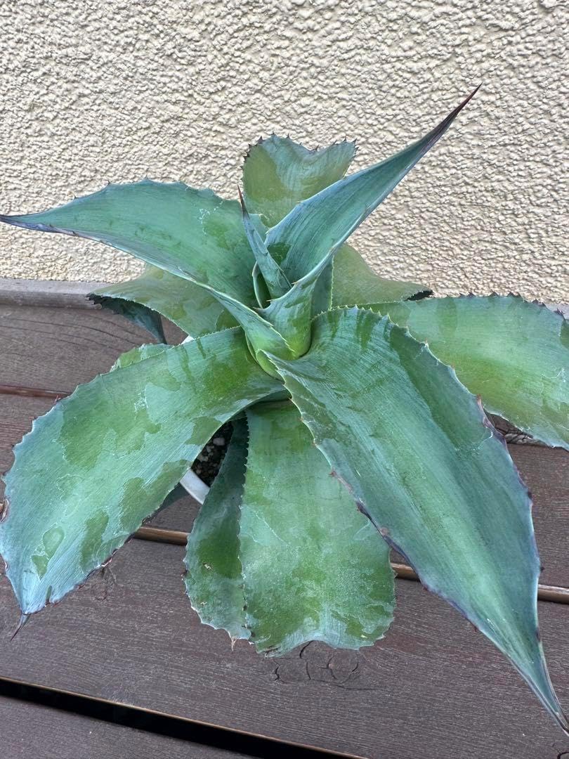 耐寒性アガベ 青白グアダラハラナ大株◇ドライガーデン多肉サボテン